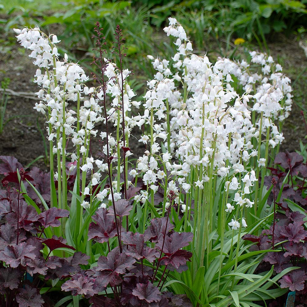 Hyacinthoides hispanica 'White City'