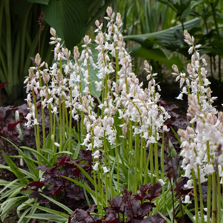 Hyacinthoides hispanica 'White City'