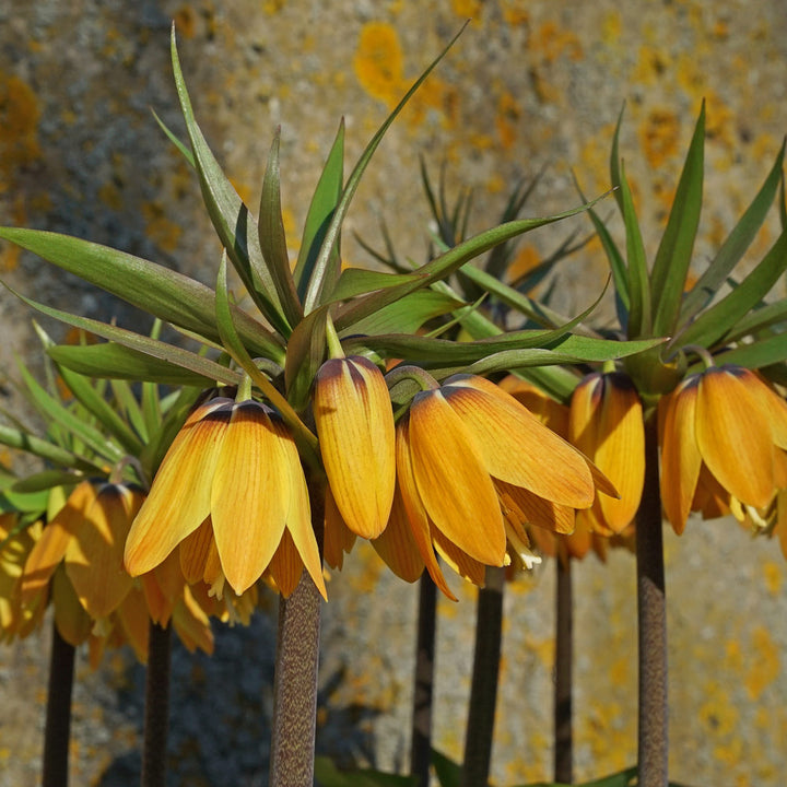 Fritillaria imperialis 'Paradise Beauty'
