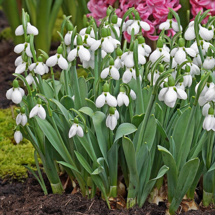 Galanthus elwesii ‘Beluga’