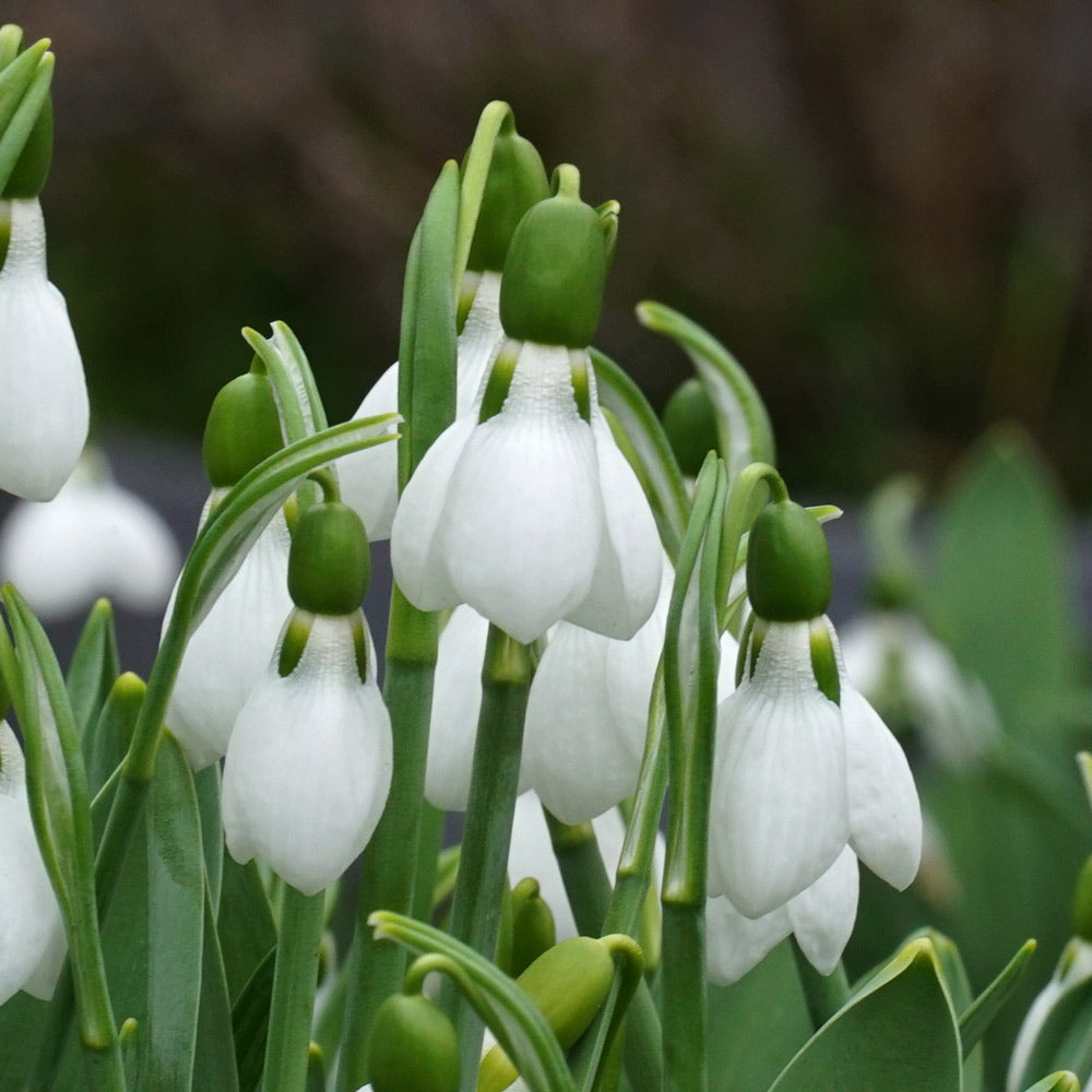 Galanthus elwesii ‘Beluga’