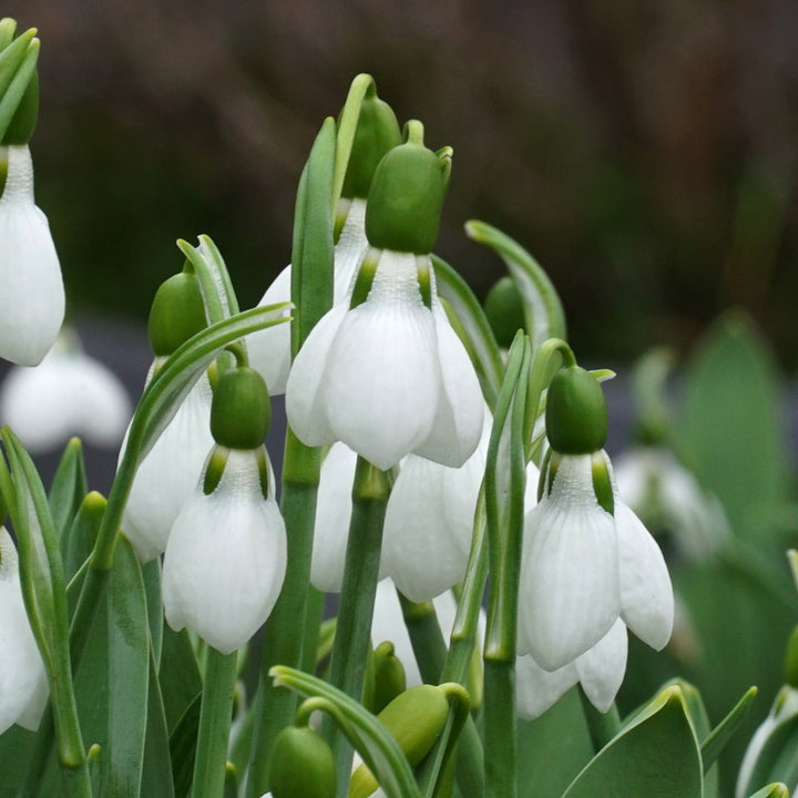 Galanthus elwesii ‘Beluga’
