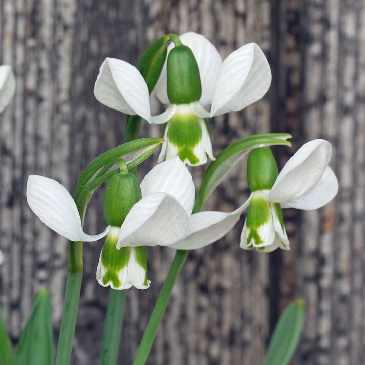 Galanthus elwesii ‘Beluga’
