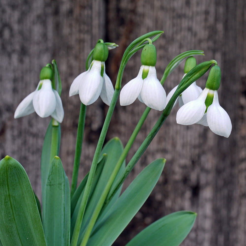 Galanthus elwesii ‘Beluga’