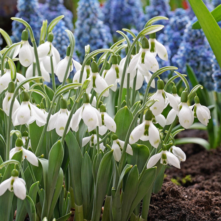 Galanthus elwesii ‘Snow Fox’
