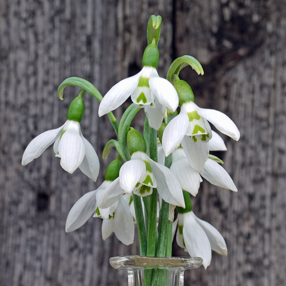 Galanthus elwesii ‘Snow Fox’