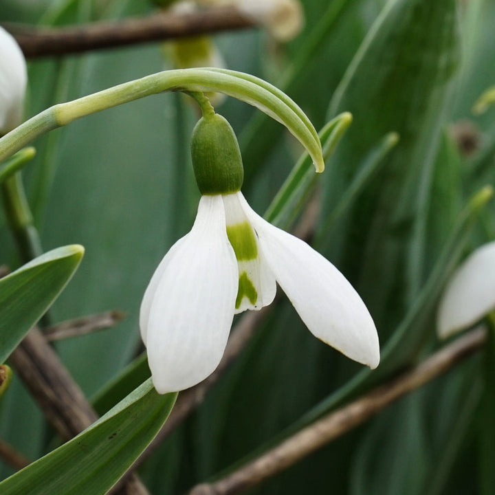 Galanthus elwesii ‘Snow Fox’