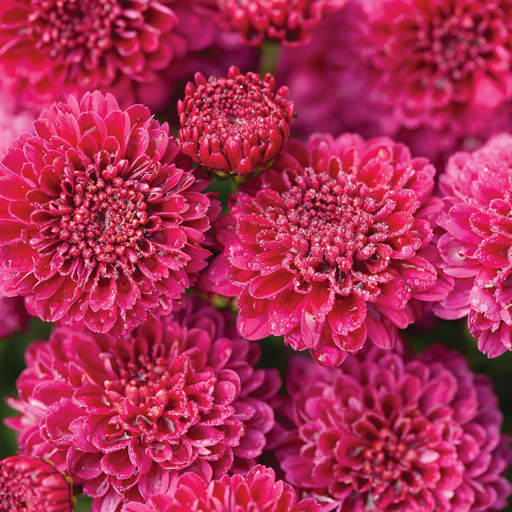 Chrysanthemum 'Cool Igloo'