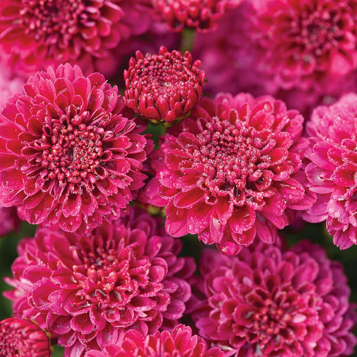 Chrysanthemum 'Cool Igloo'