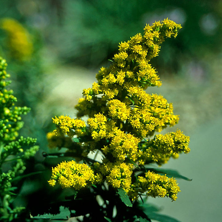 Solidago Little Lemon®