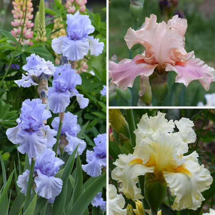 Pastel Beauties Bearded Iris Trio