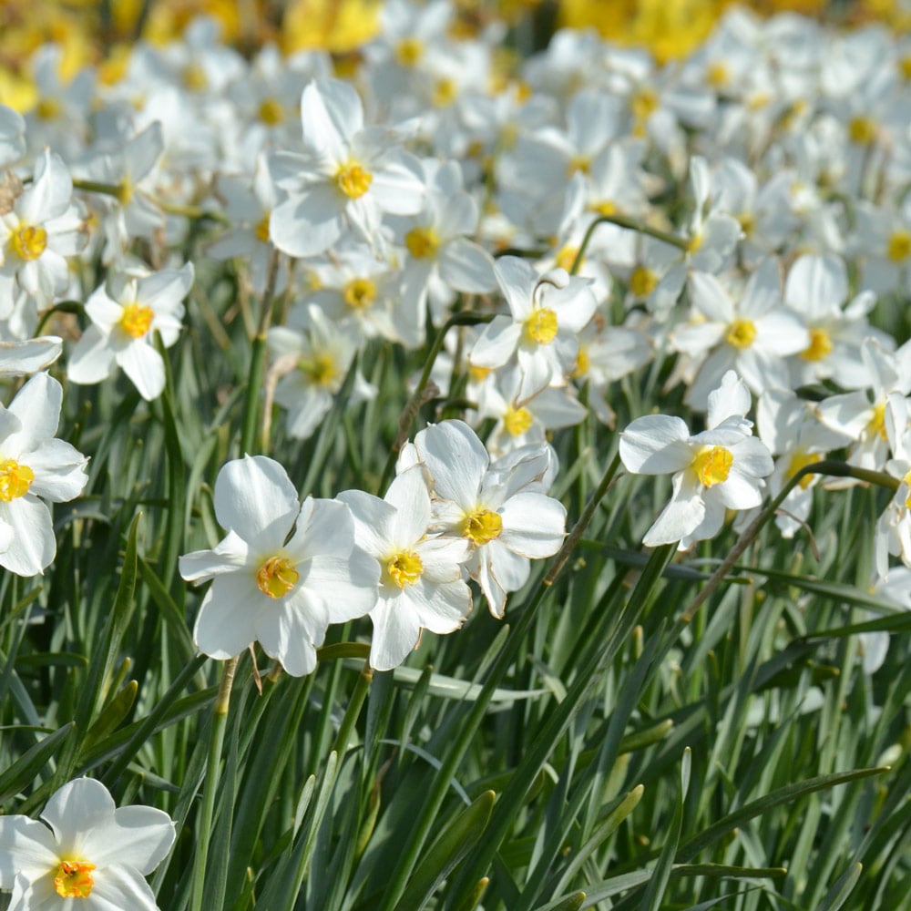 Narcissus 'Seagull'