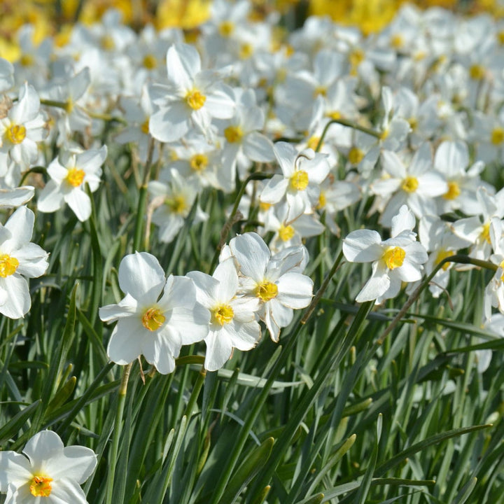 Narcissus 'Seagull'