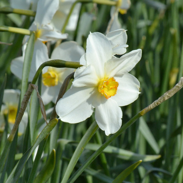 Narcissus 'Seagull'