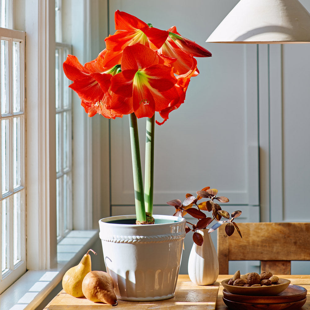 Amaryllis 'Electra'