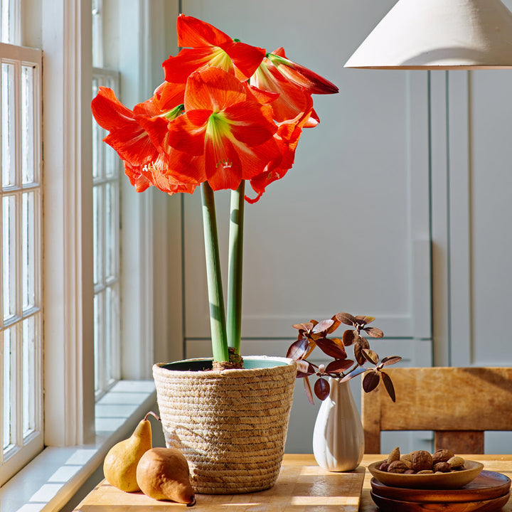 Amaryllis 'Electra,' one bulb in natural jute basket