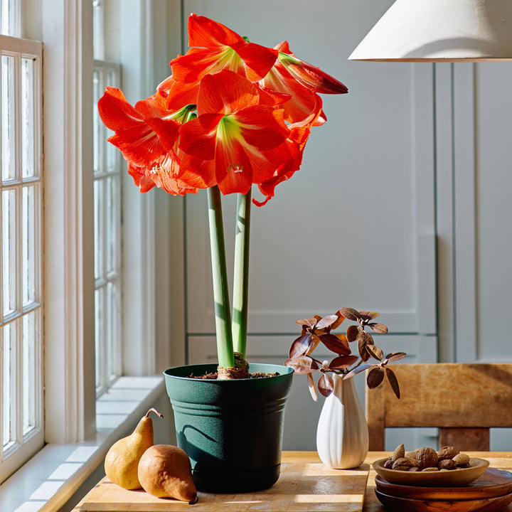 Amaryllis 'Electra,' one bulb in nursery pot