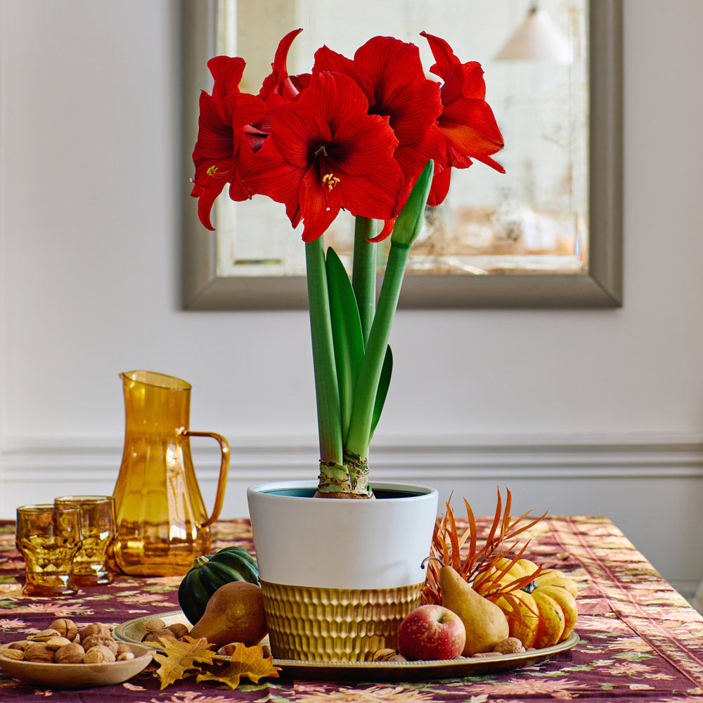Amaryllis 'Double Six,' one bulb in ceramic cachepot