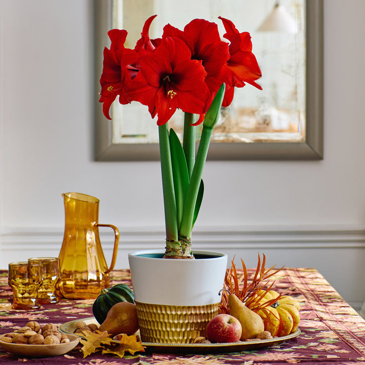 Amaryllis 'Double Six,' one bulb in ceramic cachepot