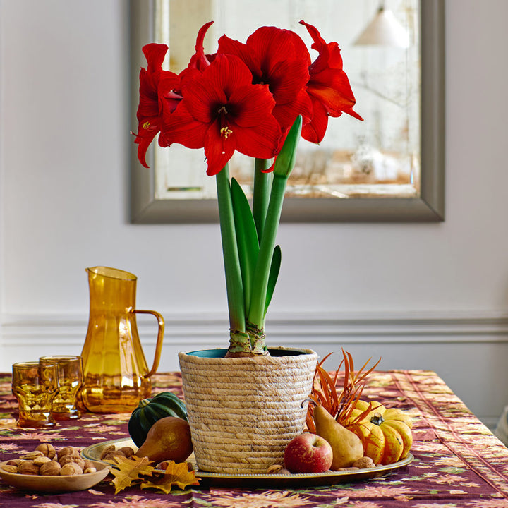 Amaryllis 'Double Six,' one bulb in natural jute basket