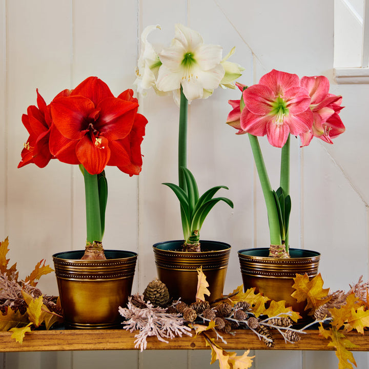 Colorful Trio of South African Amaryllis, 3 bulbs in bronzed metal cachepots