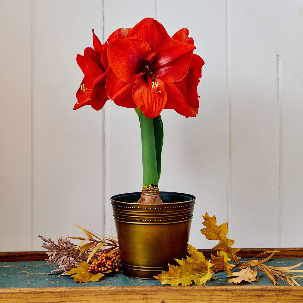 Amaryllis 'Merry Christmas,' one bulb in bronzed metal cachepot