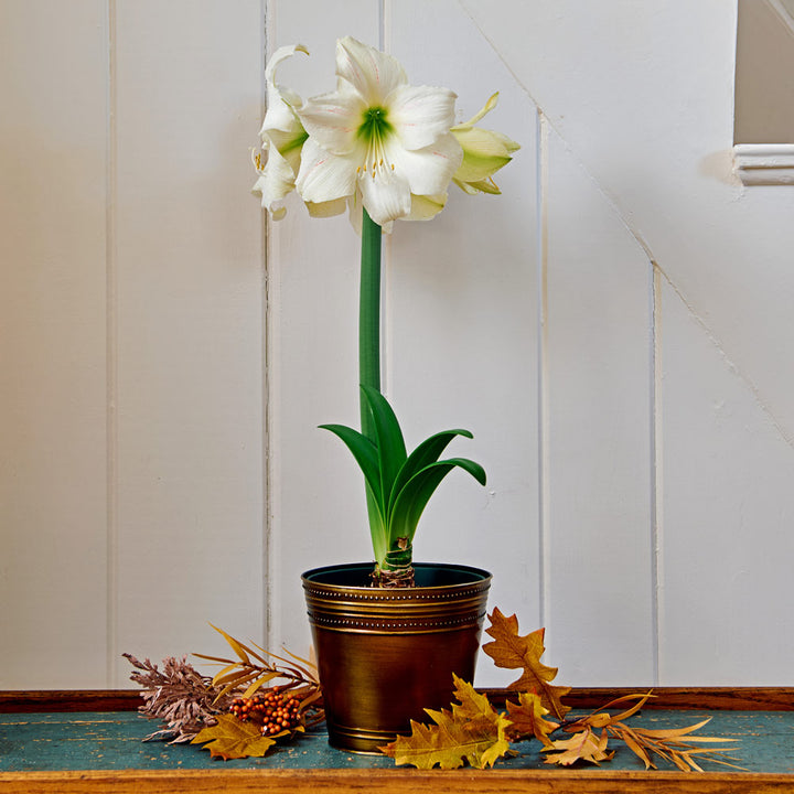 Amaryllis 'Wedding Dance,' one bulb in bronzed metal cachepot