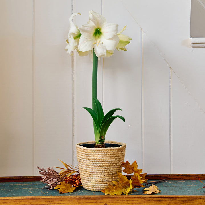 Amaryllis 'Wedding Dance,' one bulb in natural jute basket