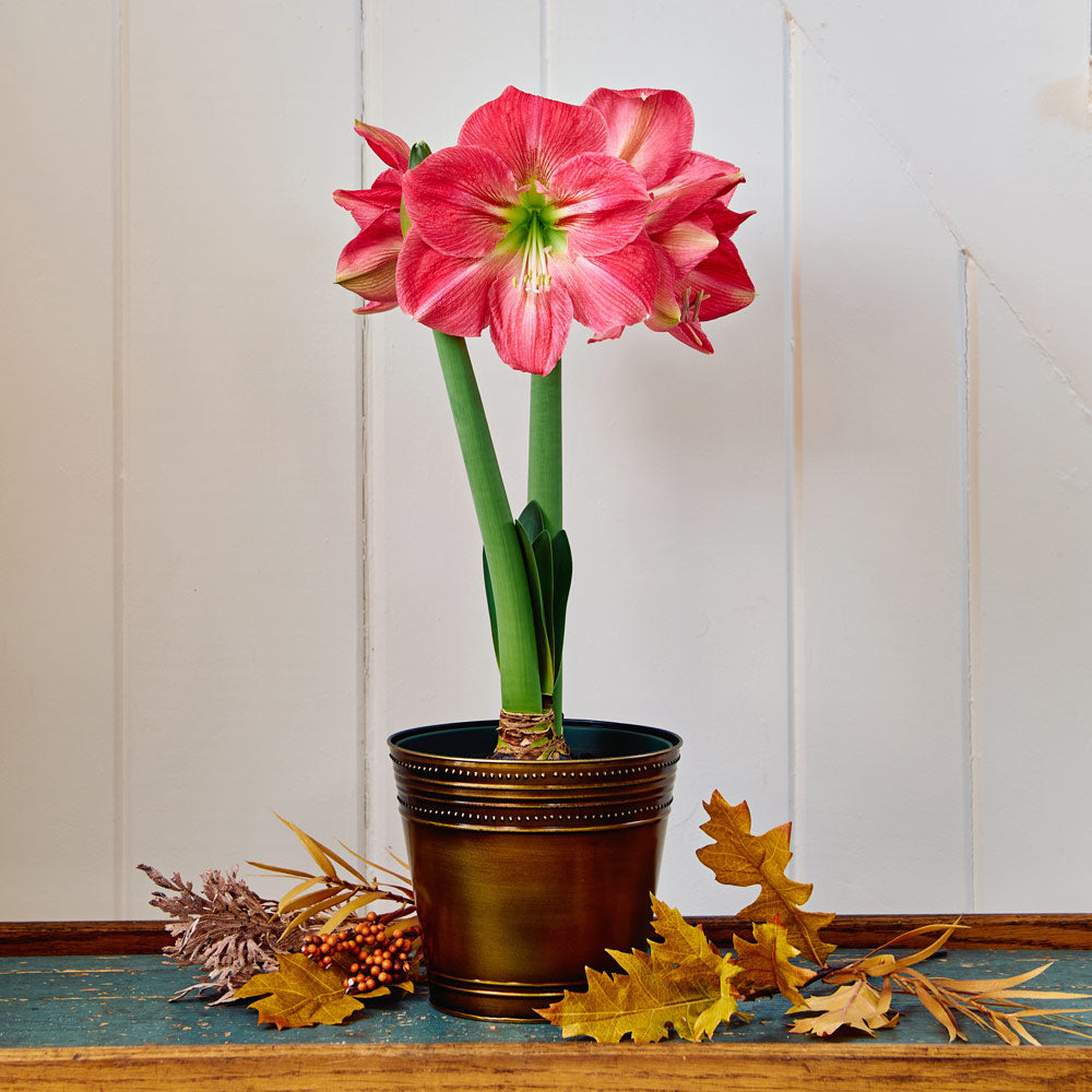 Amaryllis 'Candy Floss'