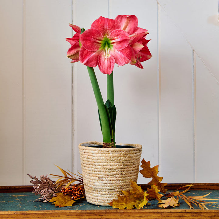 Amaryllis 'Candy Floss,' one bulb in natural jute basket