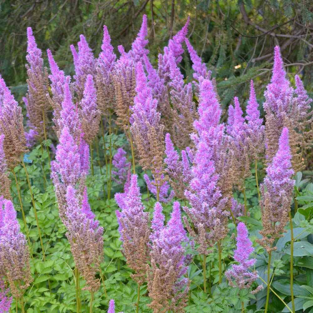 Astilbe chinensis var. taquetii 'Purple Candles'