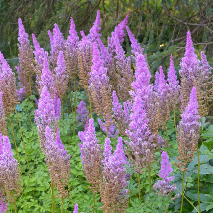 Astilbe chinensis var. taquetii 'Purple Candles'