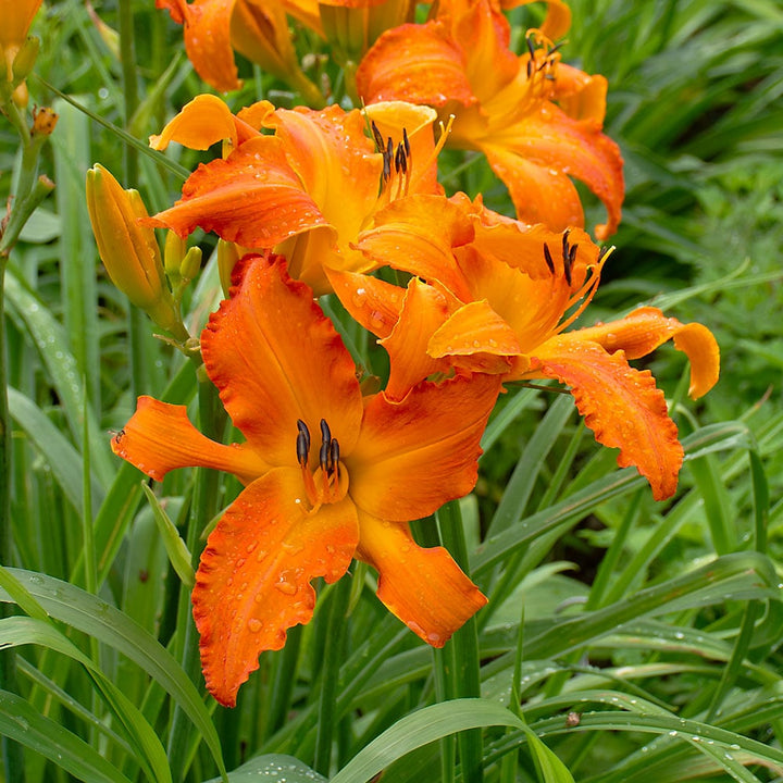 Hemerocallis Rainbow Rhythm® 'Primal Scream'