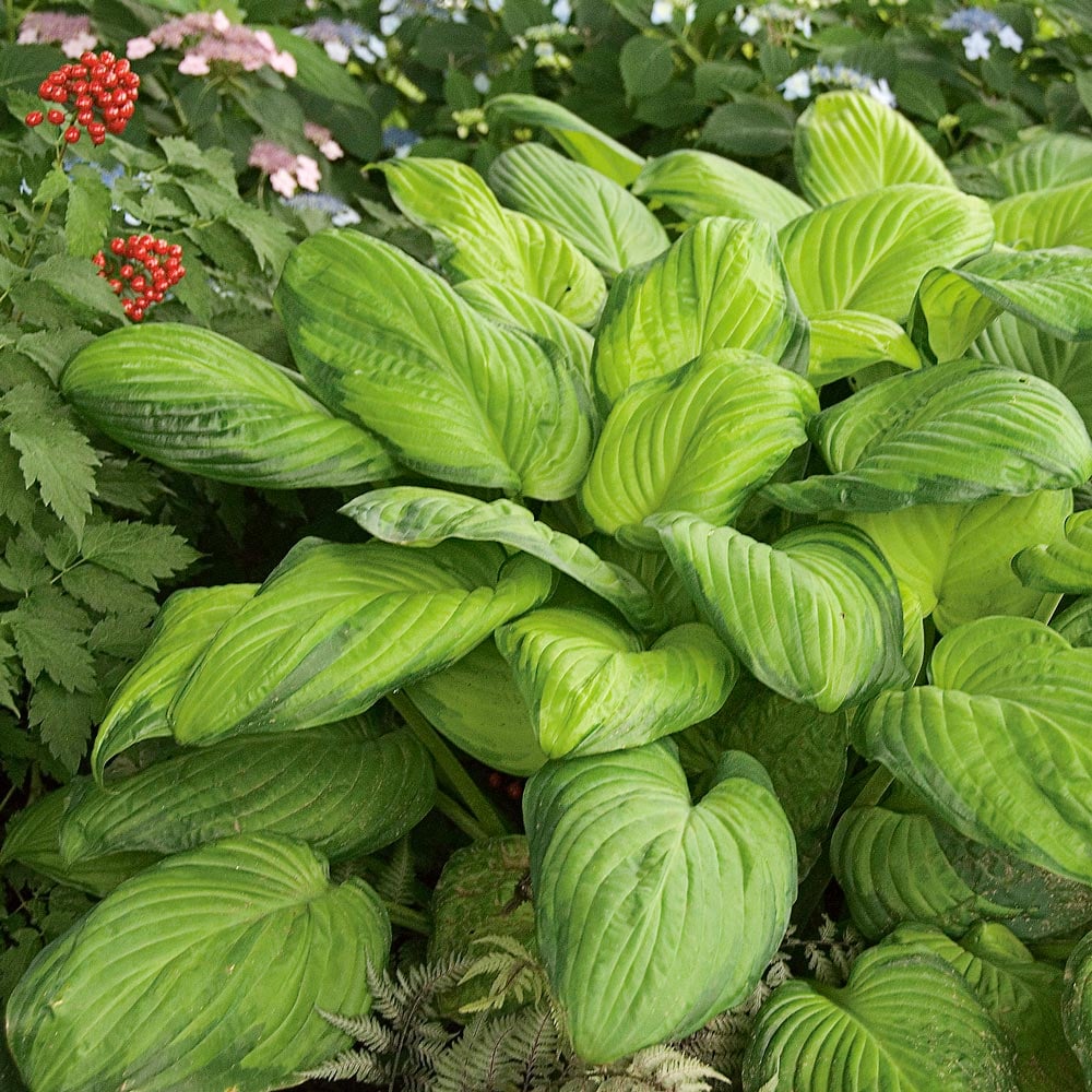 Hosta 'Guacamole'