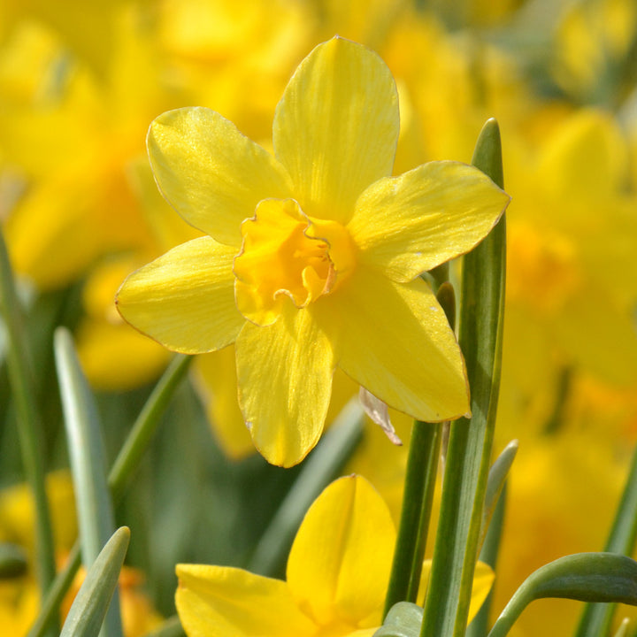 Narcissus 'Orange Queen'