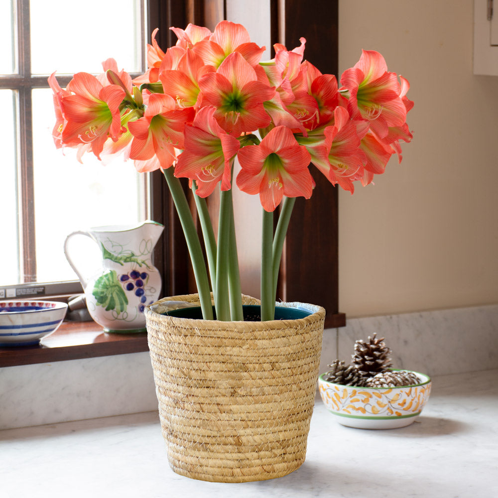 Amaryllis 'Belladonna,' 3 bulbs in natural jute basket