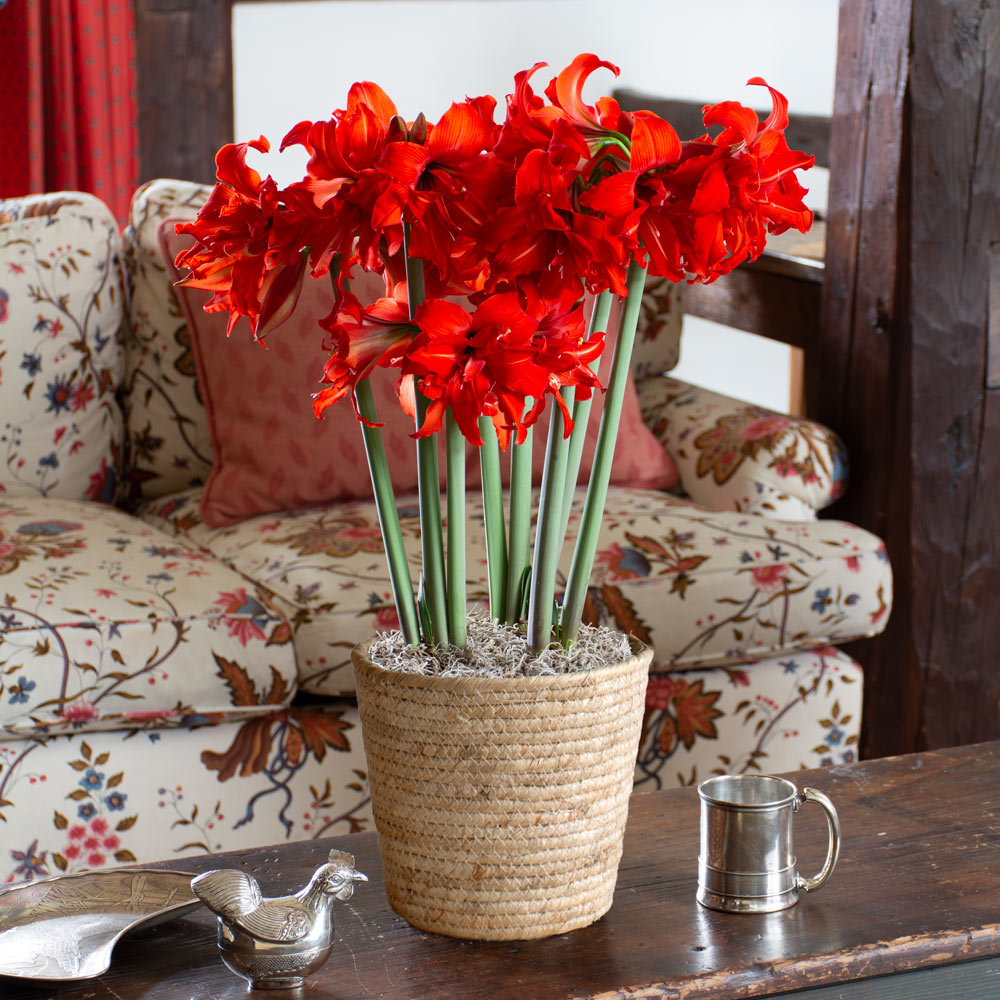 Amaryllis 'Fanfare,' 3 bulbs in natural jute basket