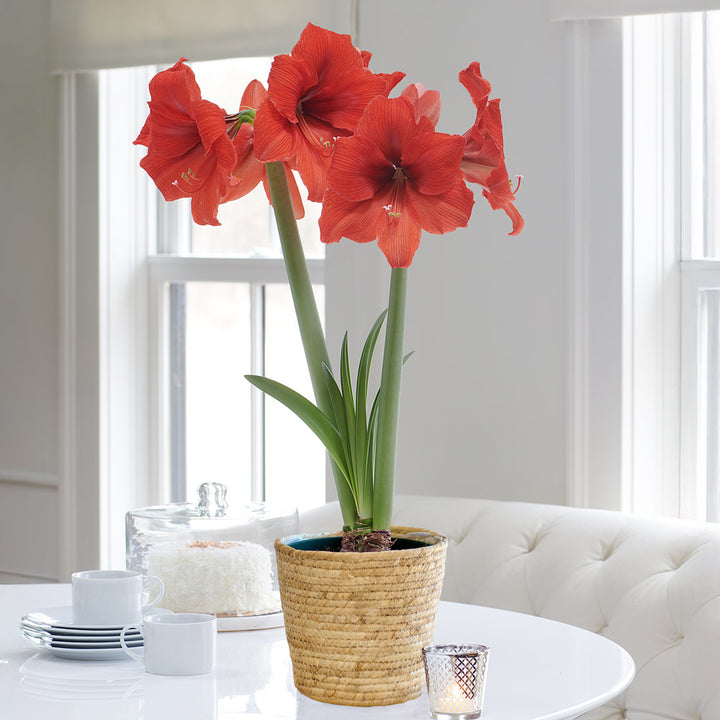 Amaryllis 'Gold Medal,' one bulb in natural jute basket