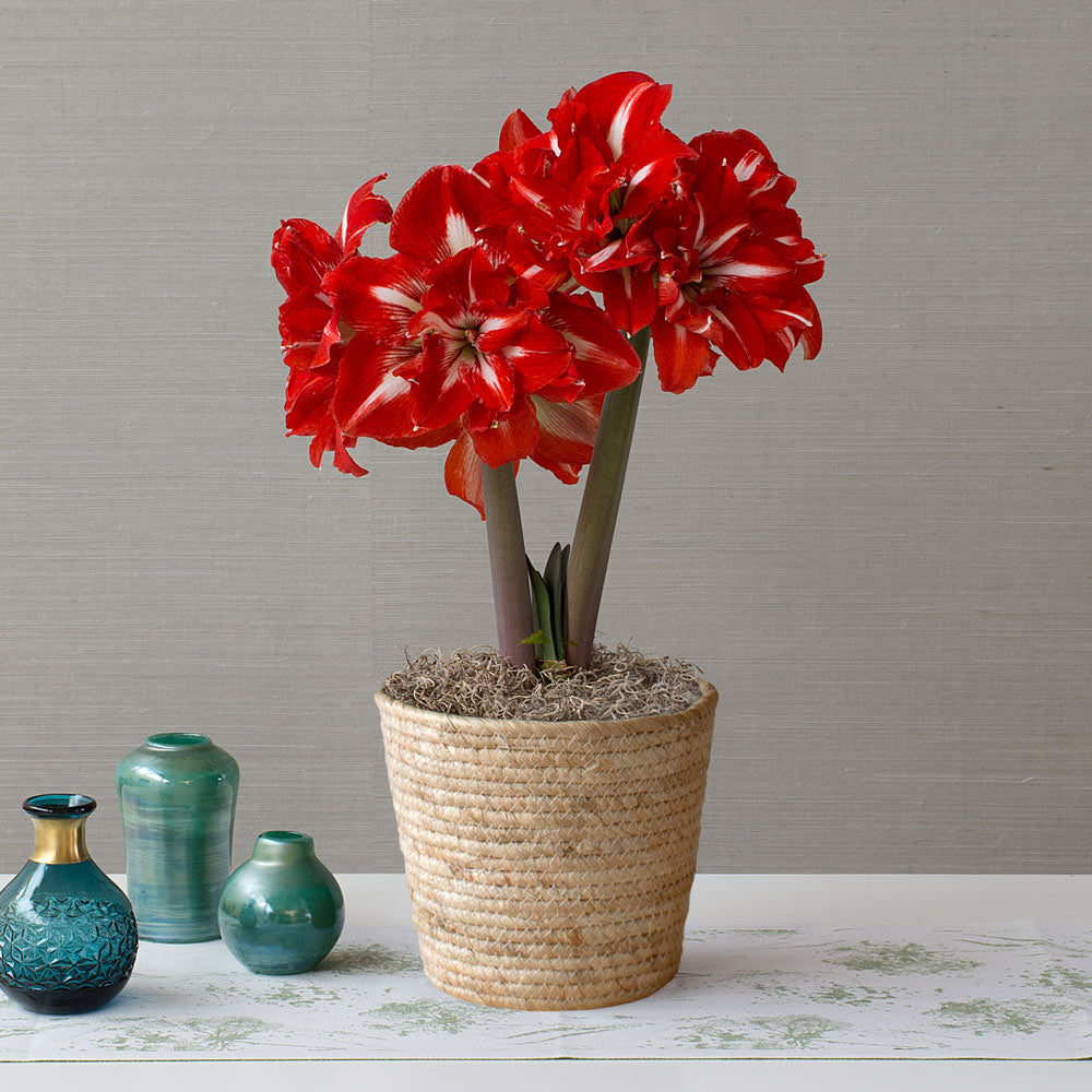 Amaryllis Rock 'n Roll®