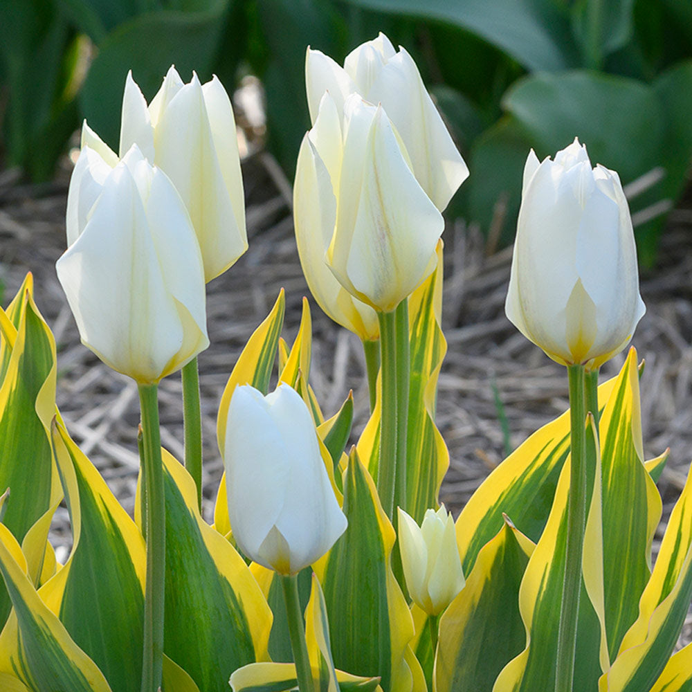 Tulip 'Purissima Blonde'