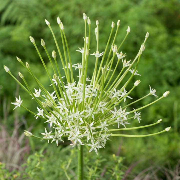Allium schubertii 'Arctic Snow'