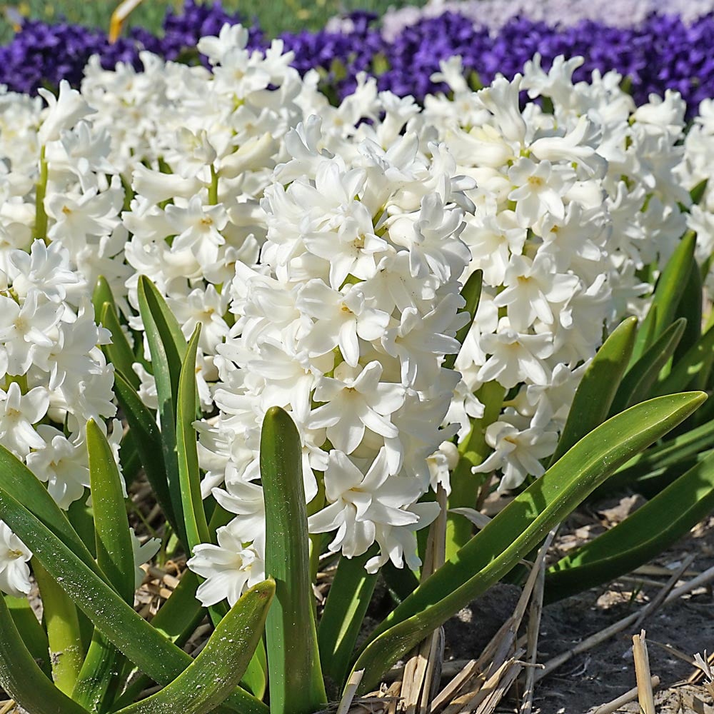 Hyacinthus orientalis 'Aiolos'