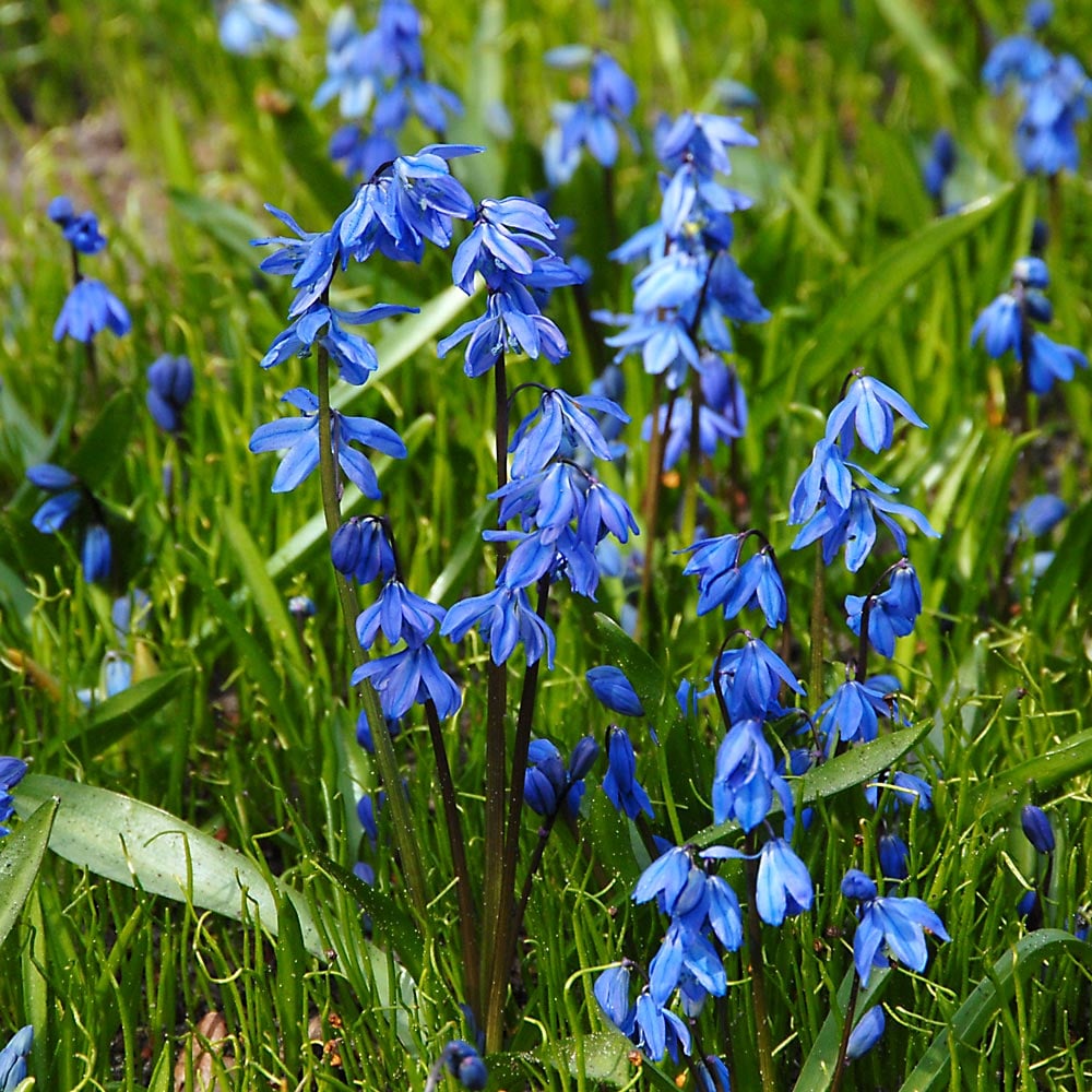 Scilla siberica