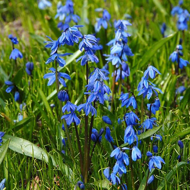 Scilla siberica