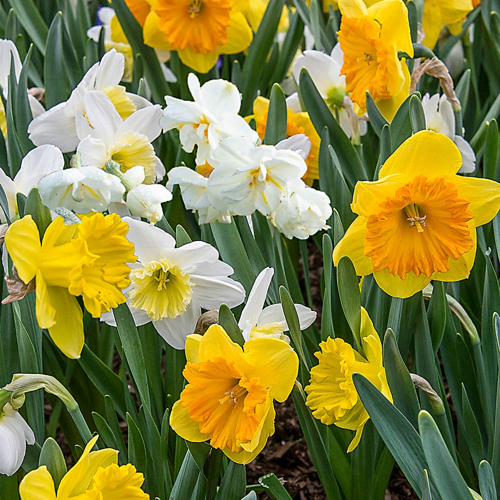Narcissus The Classics Mix