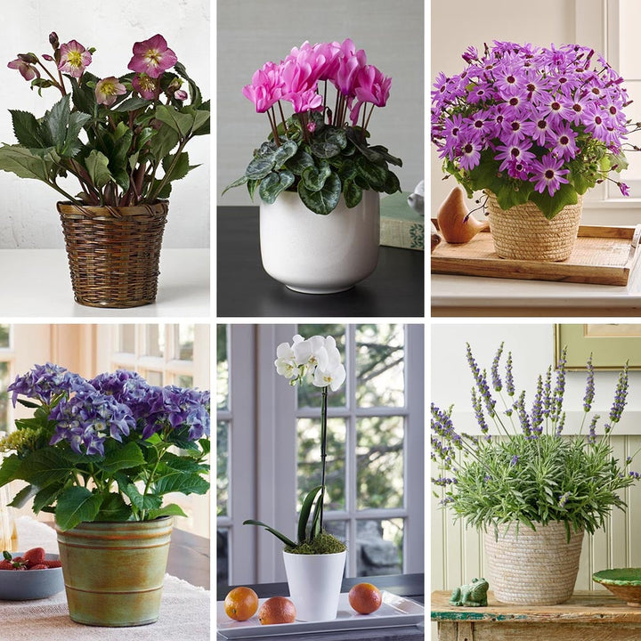 Months of Flowering Houseplants