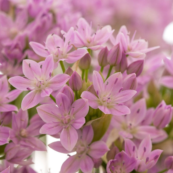 Allium unifolium