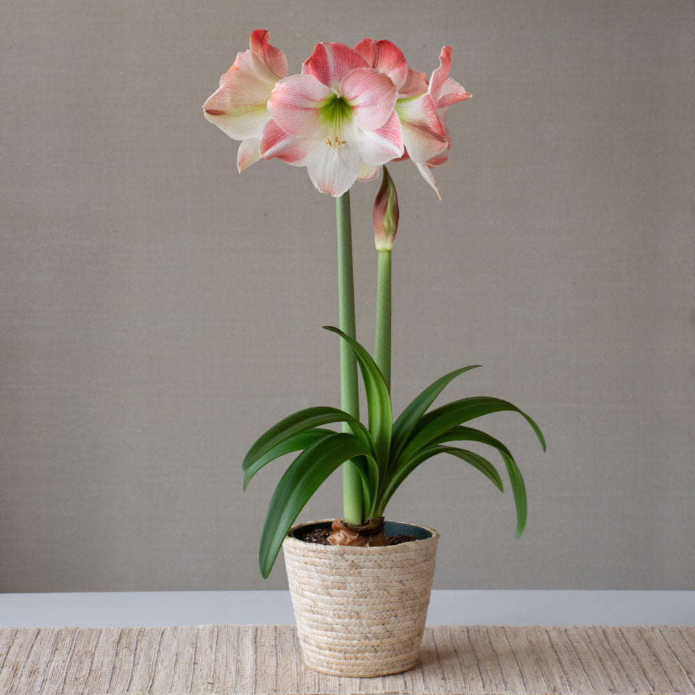 Amaryllis 'Apple Blossom,' one bulb in natural jute basket