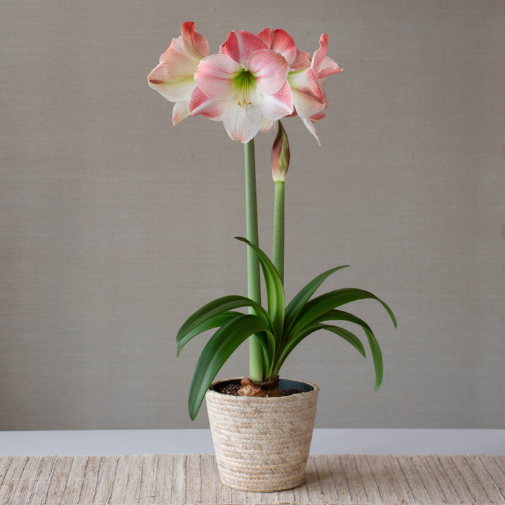 Amaryllis 'Apple Blossom,' one bulb in natural jute basket