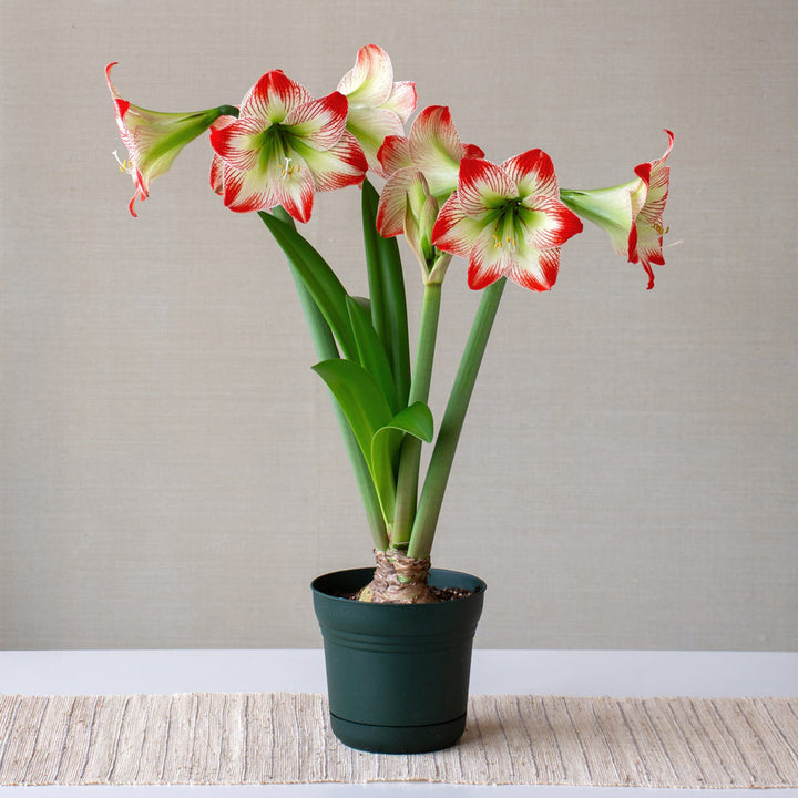 Amaryllis 'Tropical Sensation,' one bulb in nursery pot